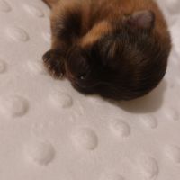 Spitz chiot #4