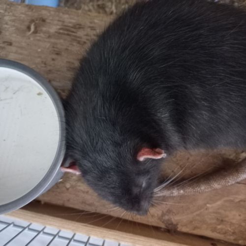 Jeune rat à donner #0