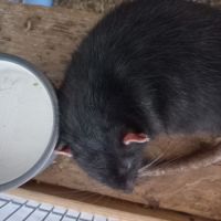 Jeune rat à donner