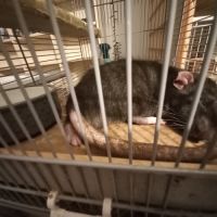 Jeune rat à donner #2