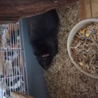 Jeune rat à donner #3