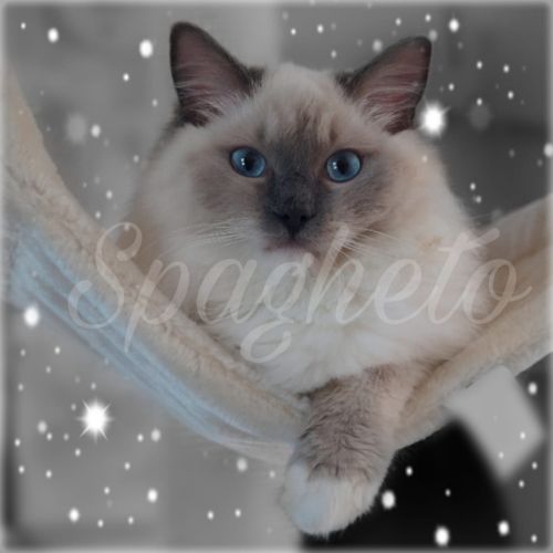 Magnifique ragdoll loof #4