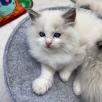 Magnifique ragdoll loof #1