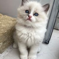 Magnifique ragdoll loof #0