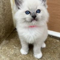 Magnifique ragdoll loof #3