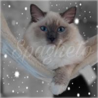 Magnifique ragdoll loof #4