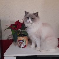 Magnifique ragdoll loof #5