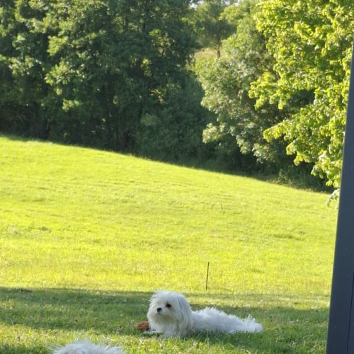A réserver bichon maltais petit gabarit #0