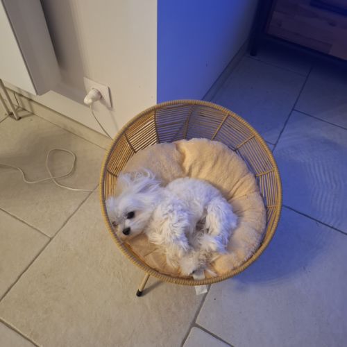 A réserver bichon maltais petit gabarit