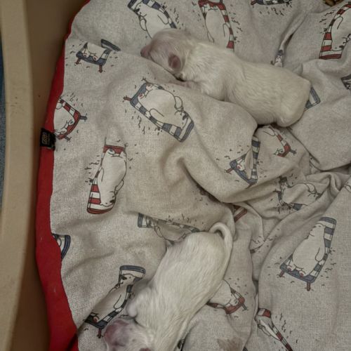 A réserver bichon maltais petit gabarit #3