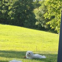 A réserver bichon maltais petit gabarit