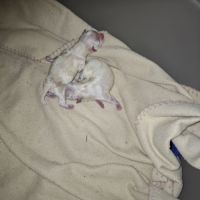A réserver bichon maltais petit gabarit #1