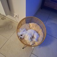 A réserver bichon maltais petit gabarit