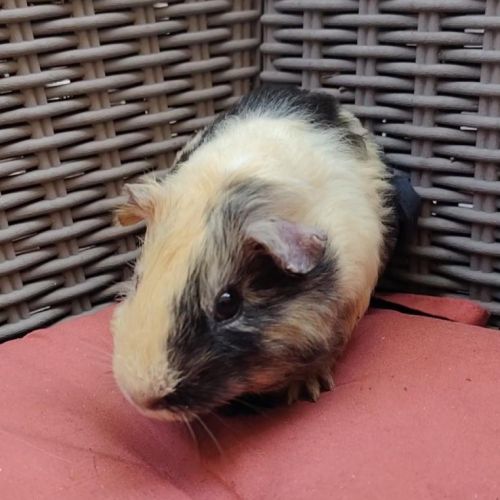 Cochon d'inde, mâle, env. 2 mois