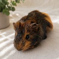 Cochon d'inde, mâle