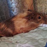 Cochon d'inde, mâle, env. 3 semaines