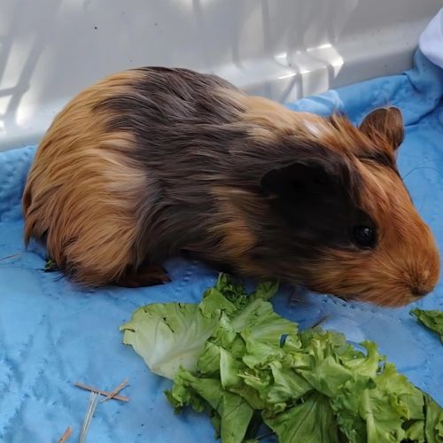 Cochon d'inde, femelle, env. 3 semaines #0