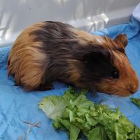 Cochon d'inde, femelle, env. 3 semaines