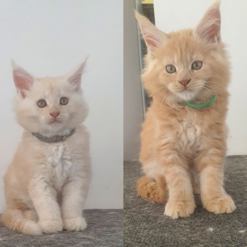 Chatons maine coon