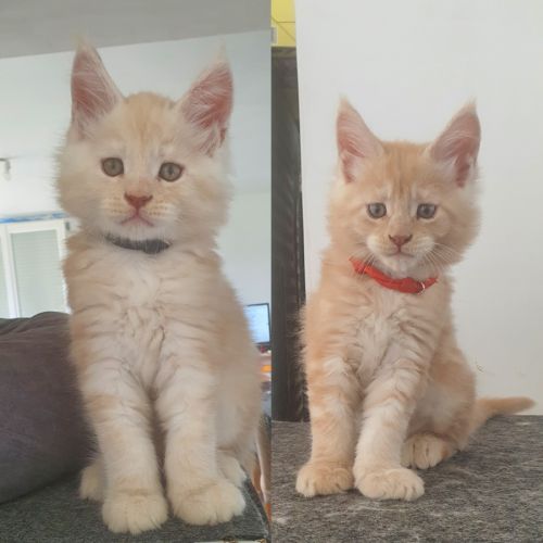 Chatons maine coon #2