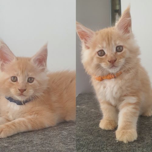 Chatons maine coon #3