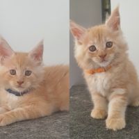Chatons maine coon #3