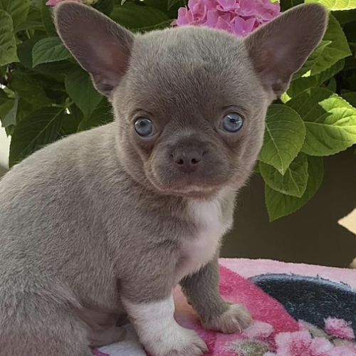 Chihuahua mâle lila #1