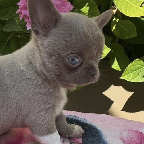 Chihuahua mâle lila #2