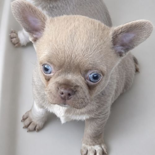 Chihuahua mâle lila #0