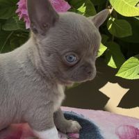 Chihuahua mâle lila #2