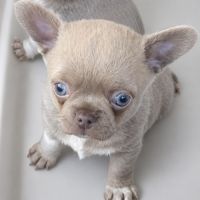 Chihuahua mâle lila