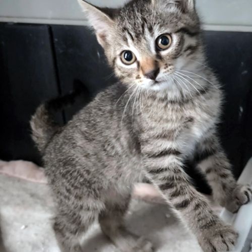 Bernard, un magnifique chaton gris tigré #0