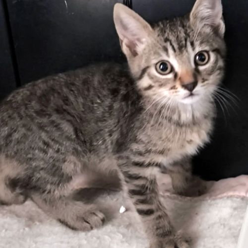 Bernard, un magnifique chaton gris tigré #2