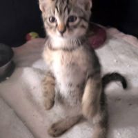 Bernard, un magnifique chaton gris tigré #4
