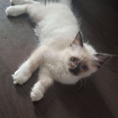 Chatons sacrés de birmanie l.o.o.f.