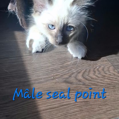 Chatons sacrés de birmanie l.o.o.f. #2