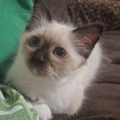 Chatons sacrés de birmanie l.o.o.f.