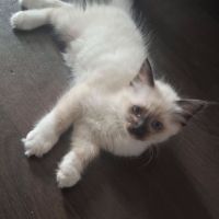 Chatons sacrés de birmanie l.o.o.f.