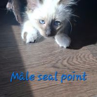 Chatons sacrés de birmanie l.o.o.f. #2