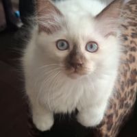Chatons sacrés de birmanie l.o.o.f. #3