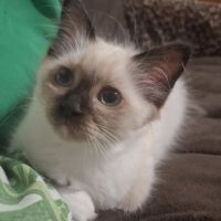 Chatons sacrés de birmanie l.o.o.f.