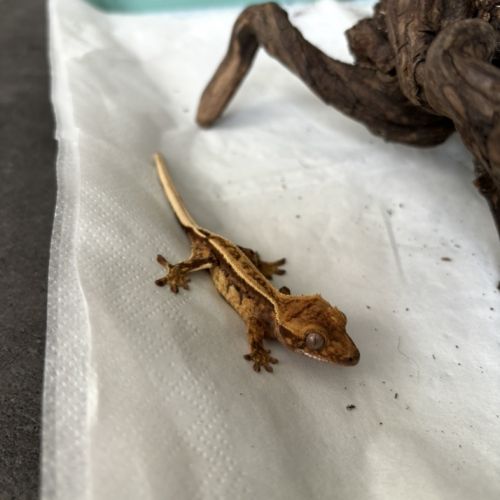Geckos à crête juvéniles - entre 2 et 4 mois