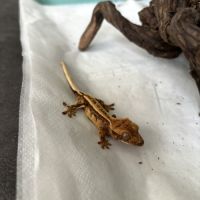 Geckos à crête juvéniles - entre 2 et 4 mois #0