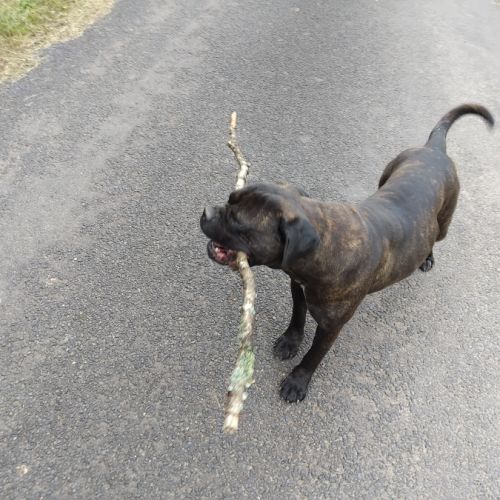 Chienne type cane corso #0