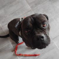 Chienne type cane corso #1