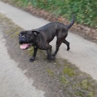 Chienne type cane corso #2