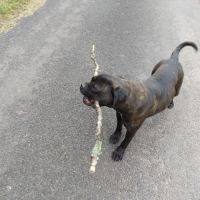 Chienne type cane corso
