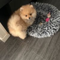 Spitz nain #3