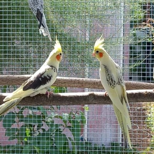 Calopsittes (nimphicus hollandicus) #1