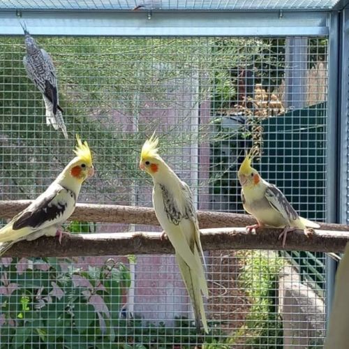 Calopsittes (nimphicus hollandicus) #0